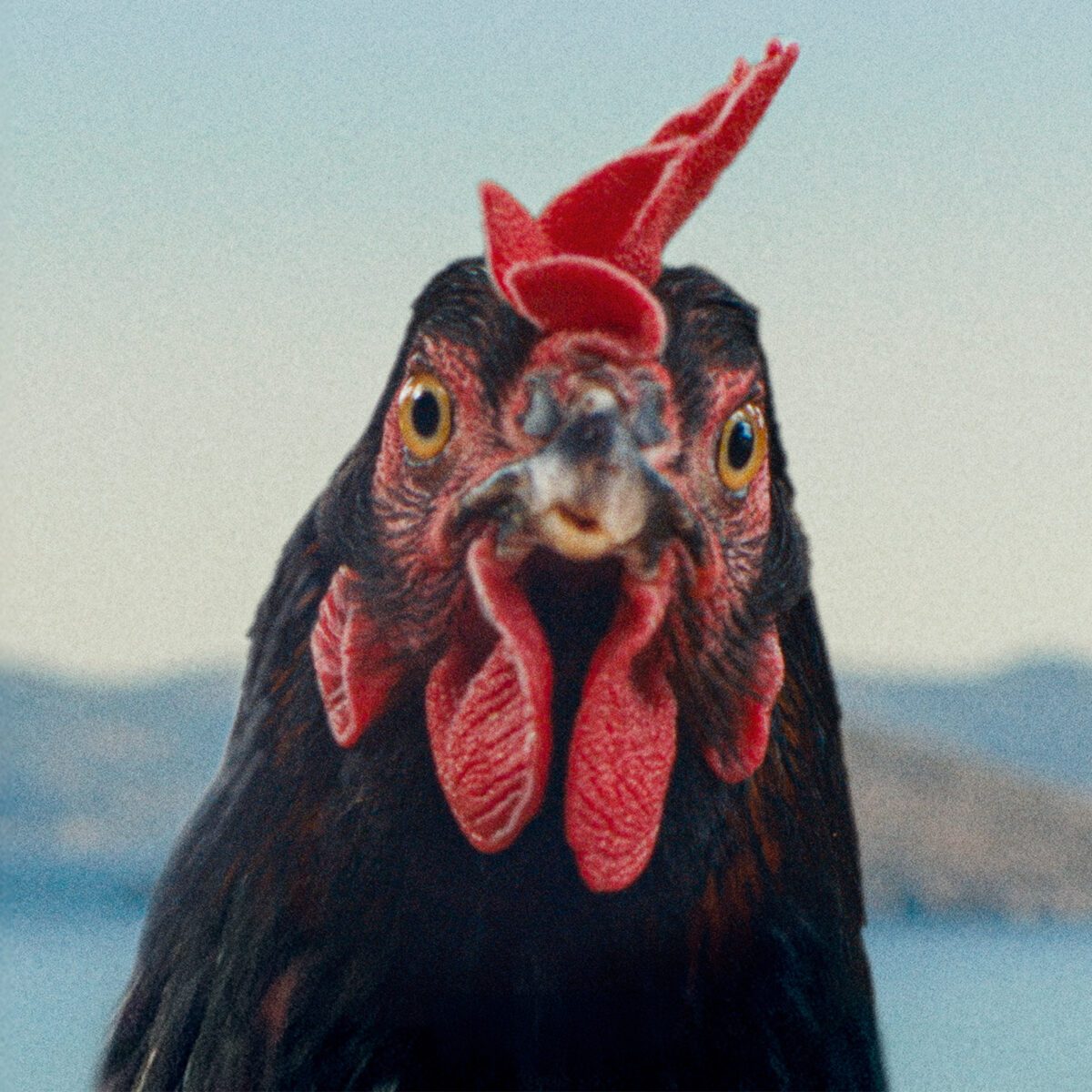 ’HEN’ O CÓMO COMERCIAN CON NUESTROS&nbsp;CUERPOS